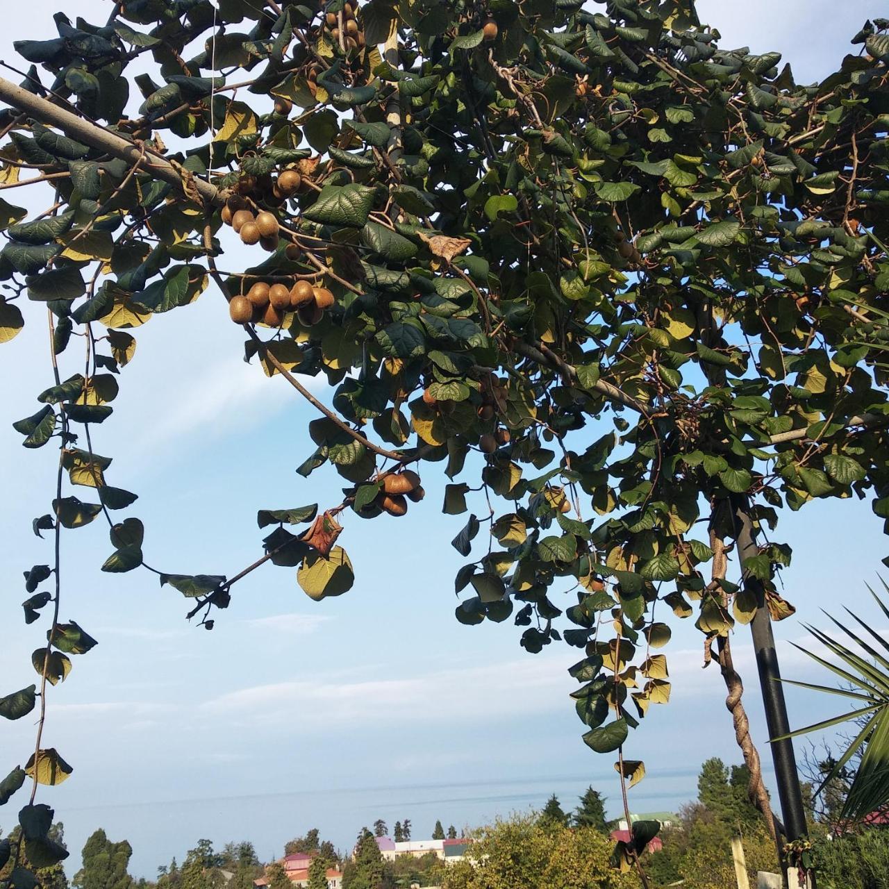 Kemeni Garden Ξενοδοχείο Μπατούμι Εξωτερικό φωτογραφία
