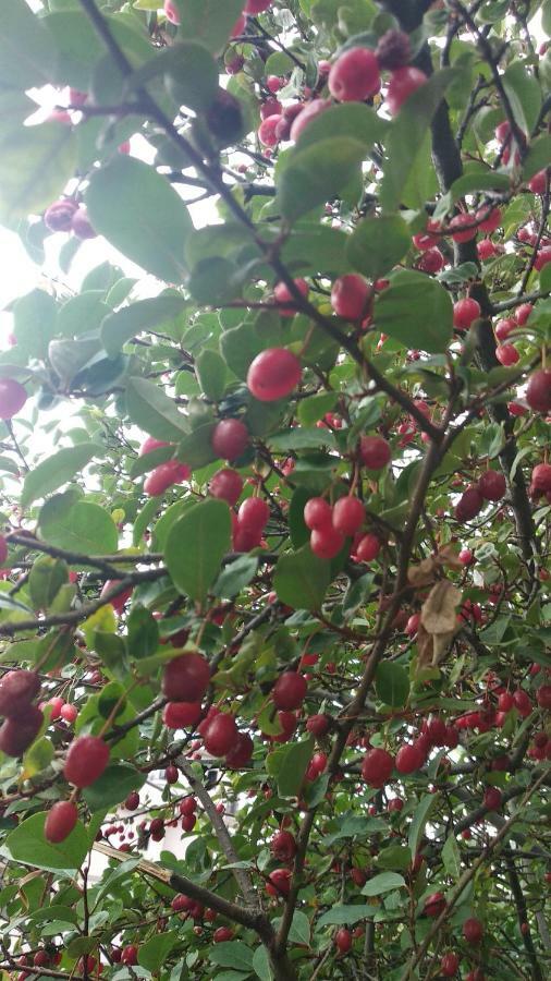 Kemeni Garden Ξενοδοχείο Μπατούμι Εξωτερικό φωτογραφία